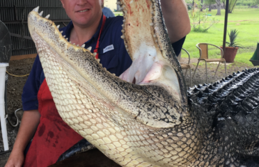 Alligator Hunt La